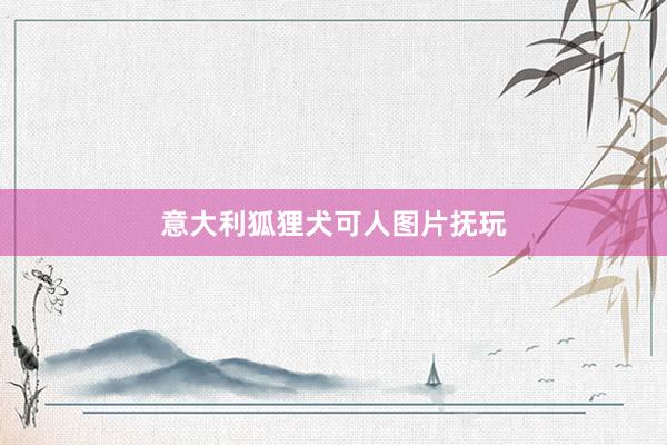 意大利狐狸犬可人图片抚玩
